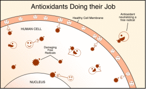 antioksidanlar